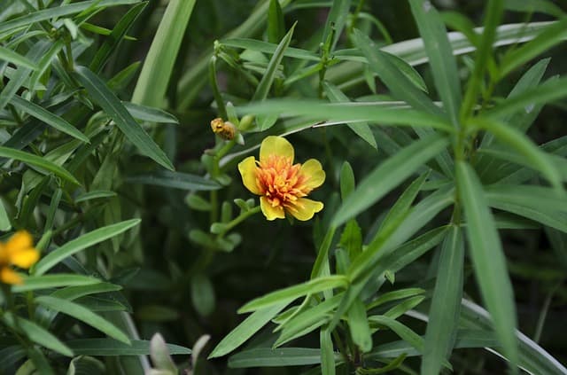 tarragon herb