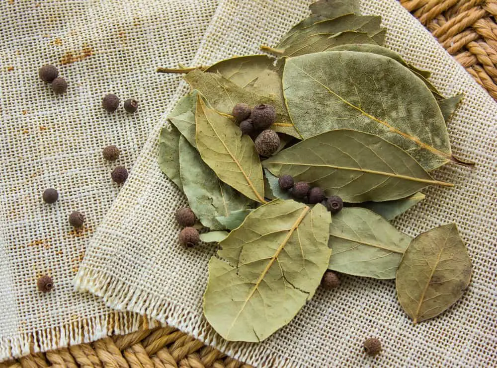 Do bay leaves go bad?