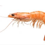The 5 Best Shrimp Deveiners for Successful Shrimping!
