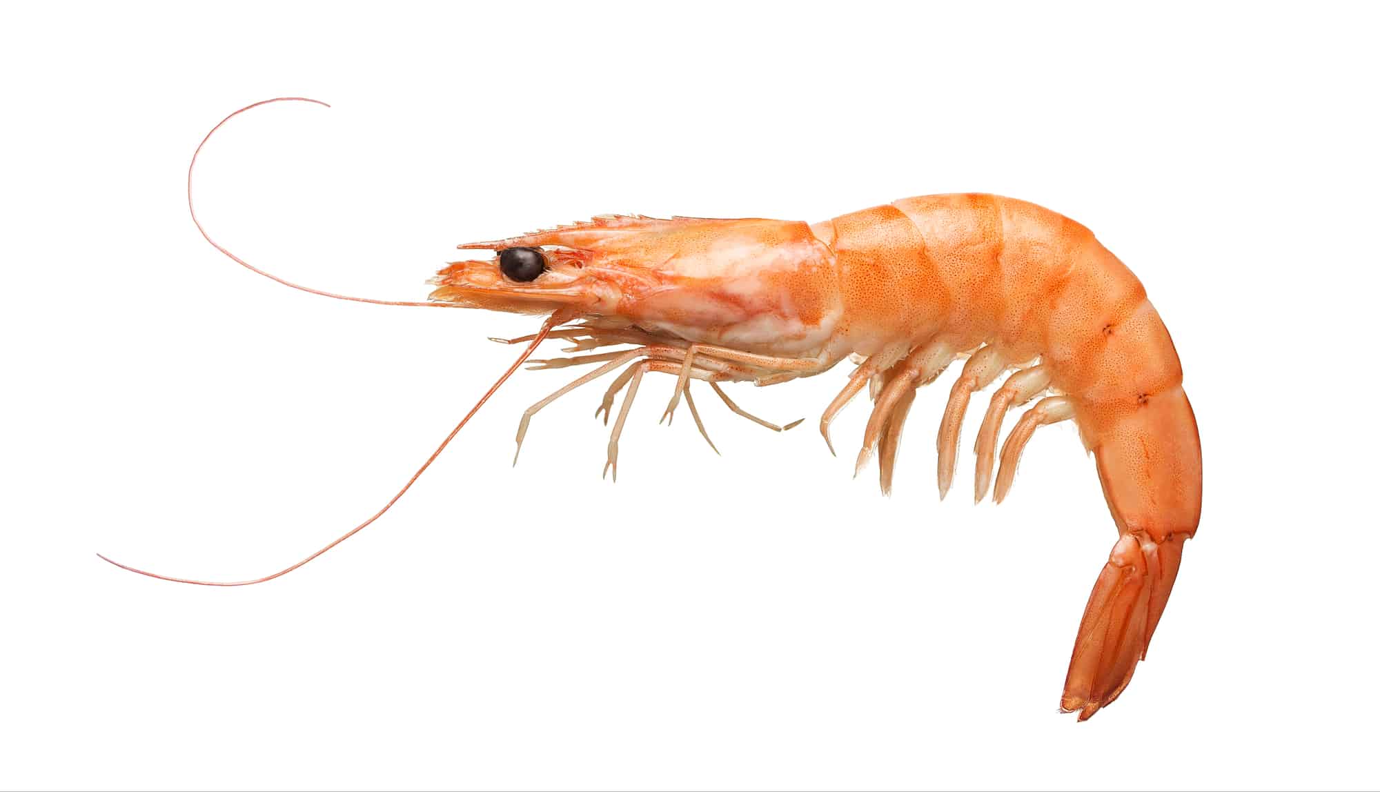 The 5 Best Shrimp Deveiners for Successful Shrimping! 3